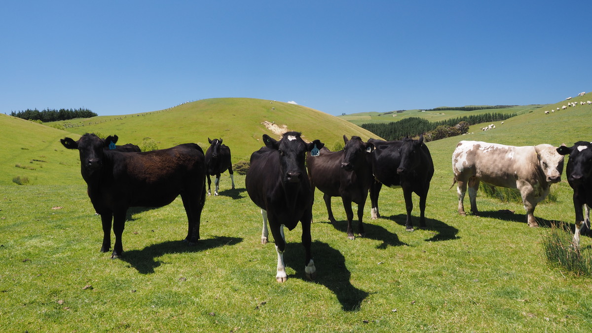 Patakanui- Early finishing country