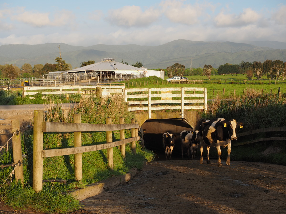 Excellent Dairy Unit - Central Wairarapa Location- 169ha