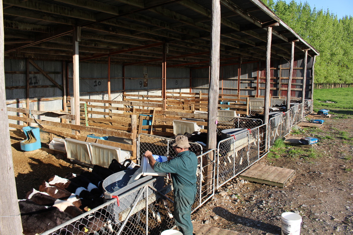 Excellent Dairy Unit - Central Wairarapa Location- 169ha