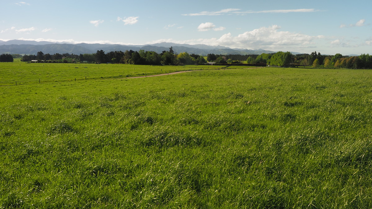 Excellent Dairy Unit - Central Wairarapa Location- 169ha