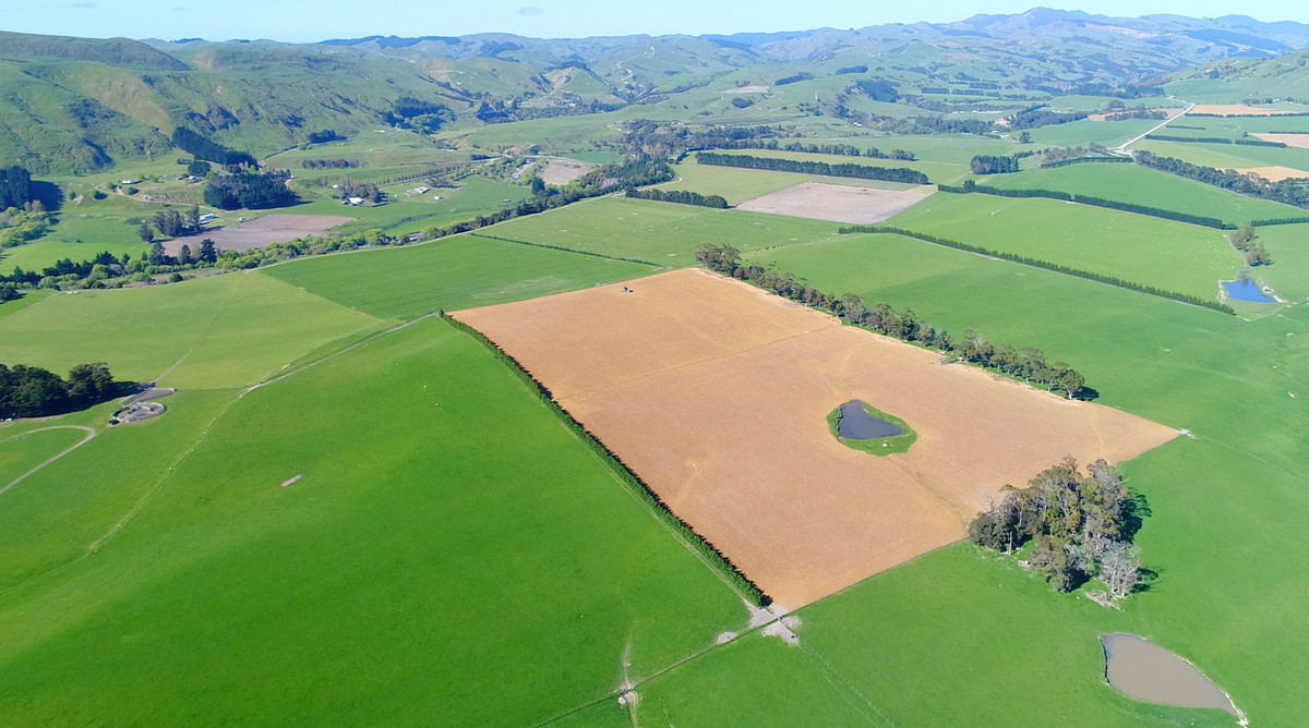 FARM 1. HAUTOTARA - 9 TITLES AND SALE OPTIONS - 298 HA