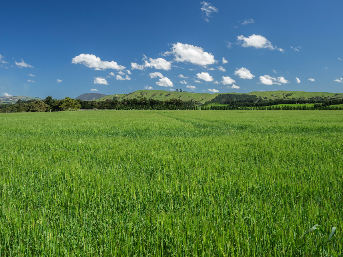 FARM 1. HAUTOTARA - 9 TITLES AND SALE OPTIONS - 298 HA