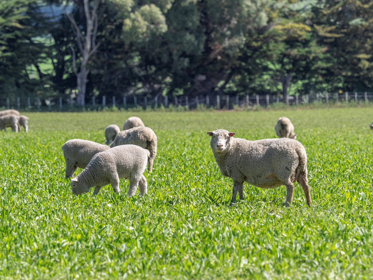 FARM 1. HAUTOTARA - 9 TITLES AND SALE OPTIONS - 298 HA