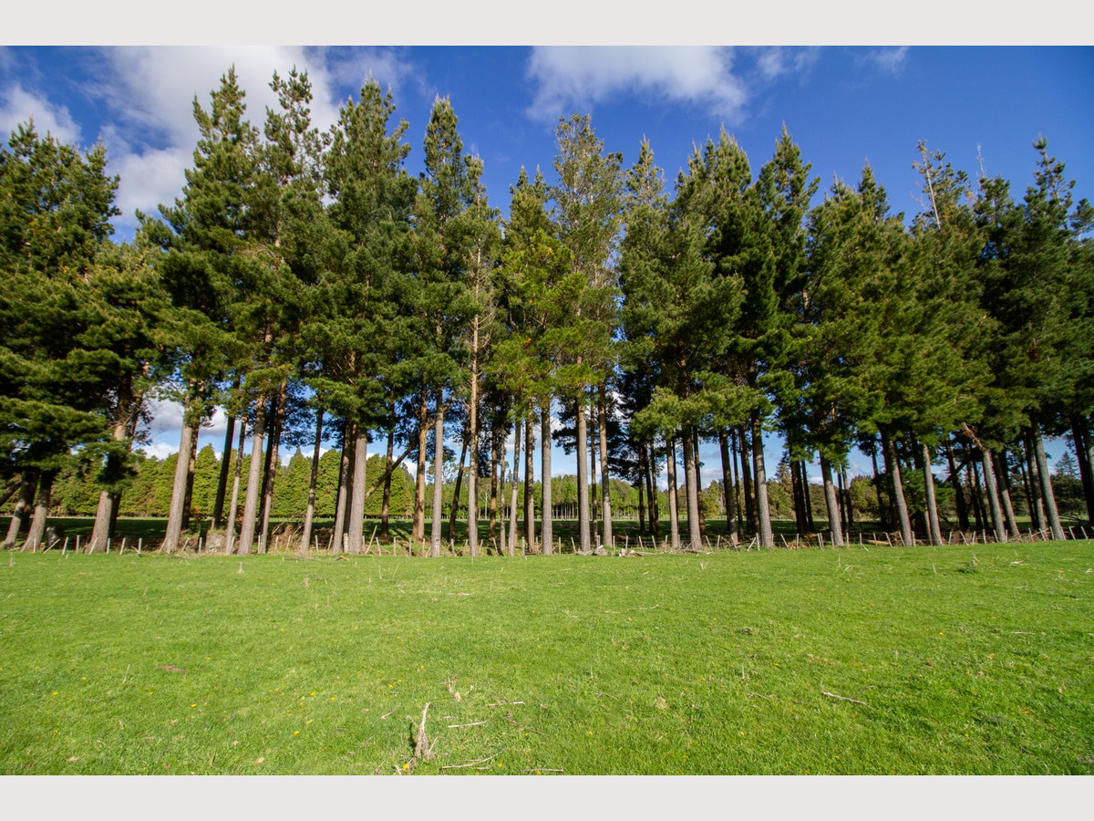 THE FINEST OHAKUNE SILT LOAM