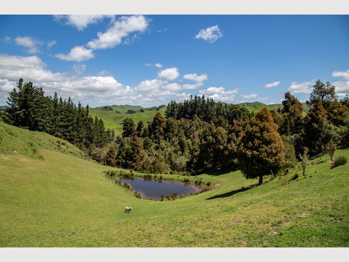 MT HUIA - Just 9 km from SHWY 1