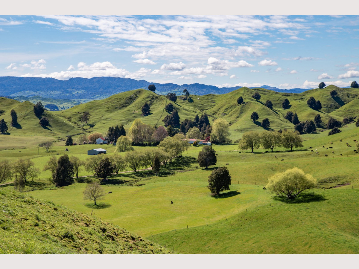 Owhango Dairy - The Land of Milk and Honey