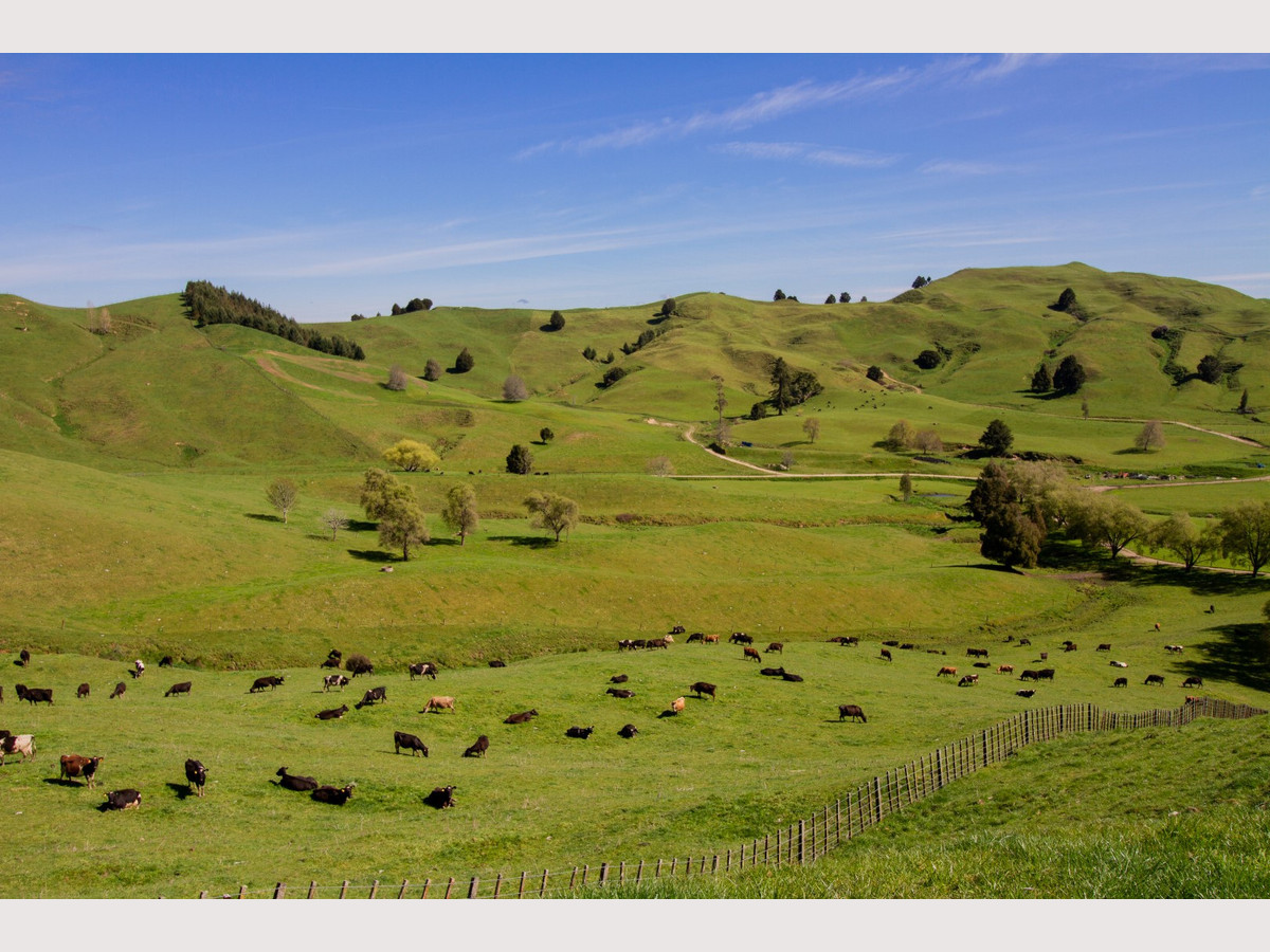 Owhango Dairy - The Land of Milk and Honey
