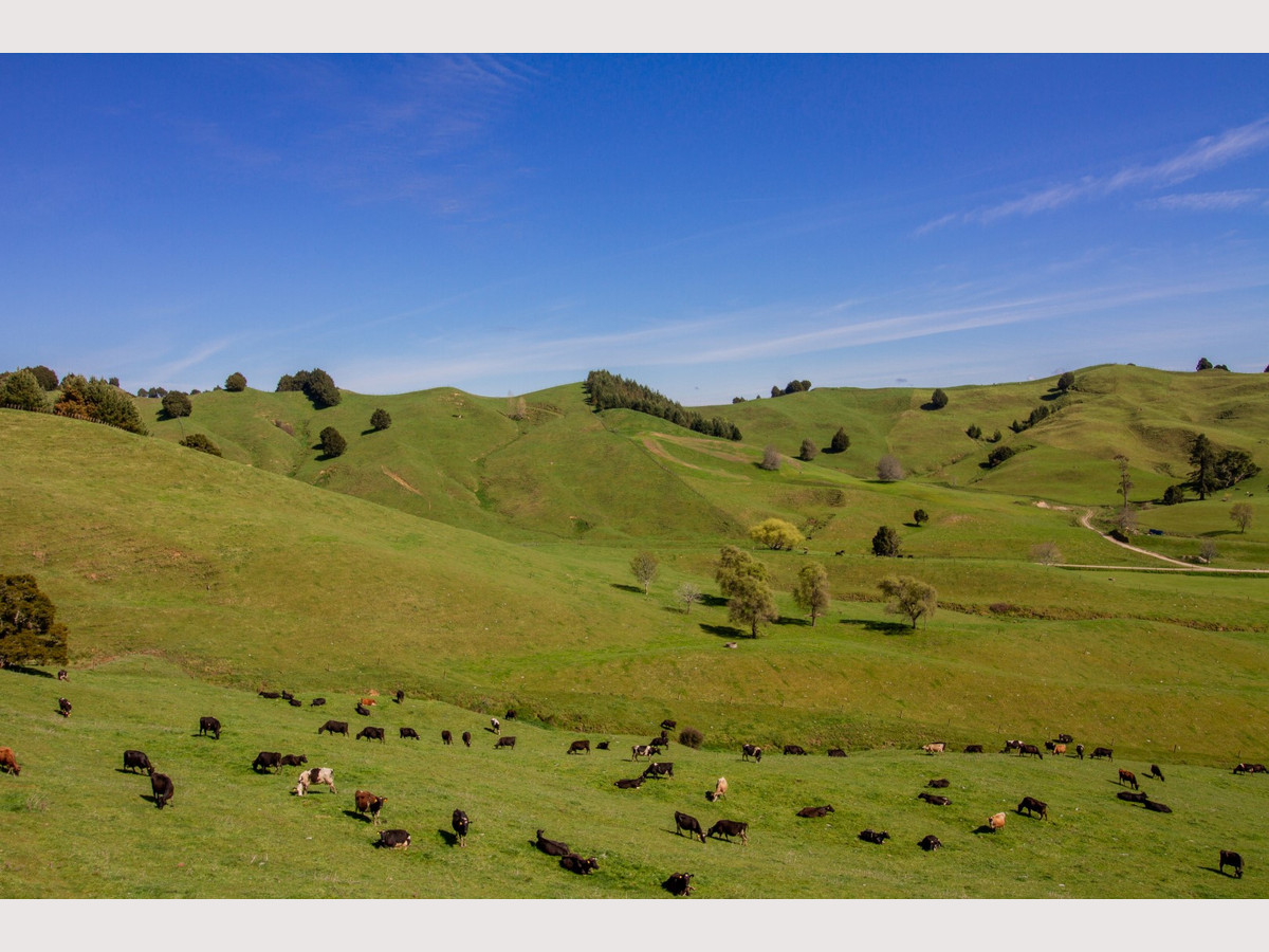 Owhango Dairy - The Land of Milk and Honey