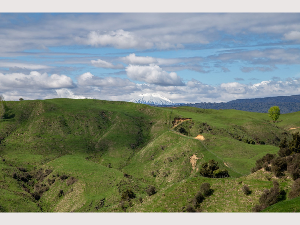 Owhango Dairy - The Land of Milk and Honey