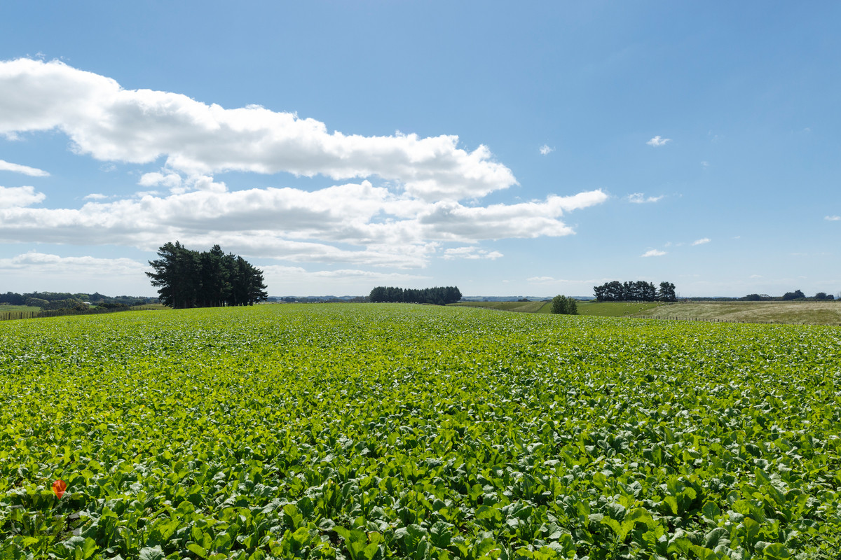 PRIME FINISHING COUNTRY CLOSE TO FEILDING