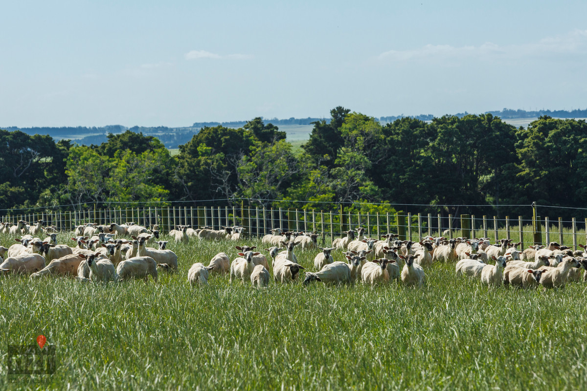 PRIME FINISHING COUNTRY CLOSE TO FEILDING