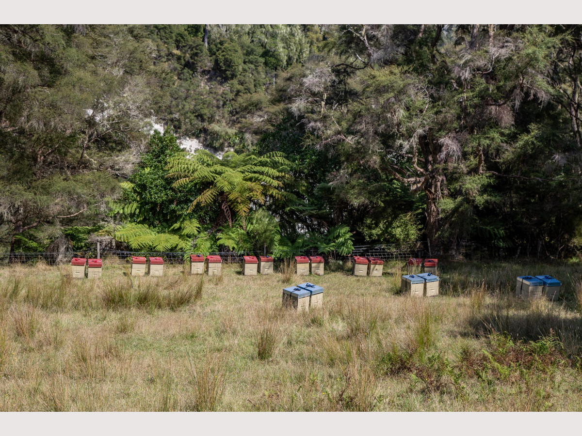 A SMORGASBORD OF BEE KEEPING AND TOURISM OPPORTUNITY