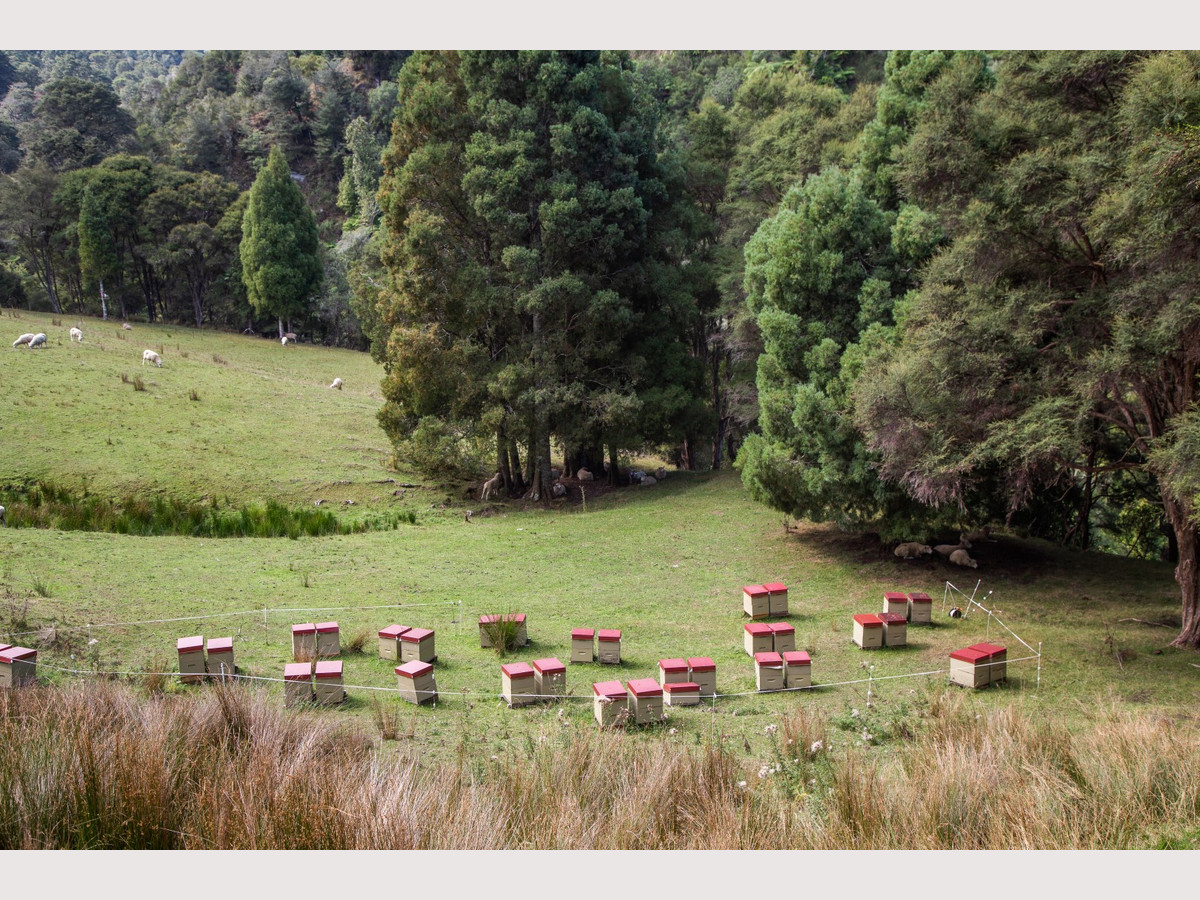A SMORGASBORD OF BEE KEEPING AND TOURISM OPPORTUNITY