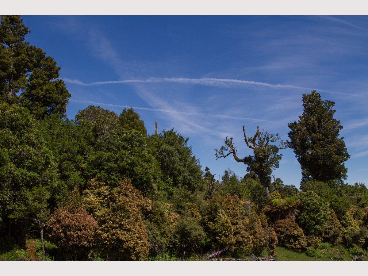 RUAPEHU ALPINE ESTATE