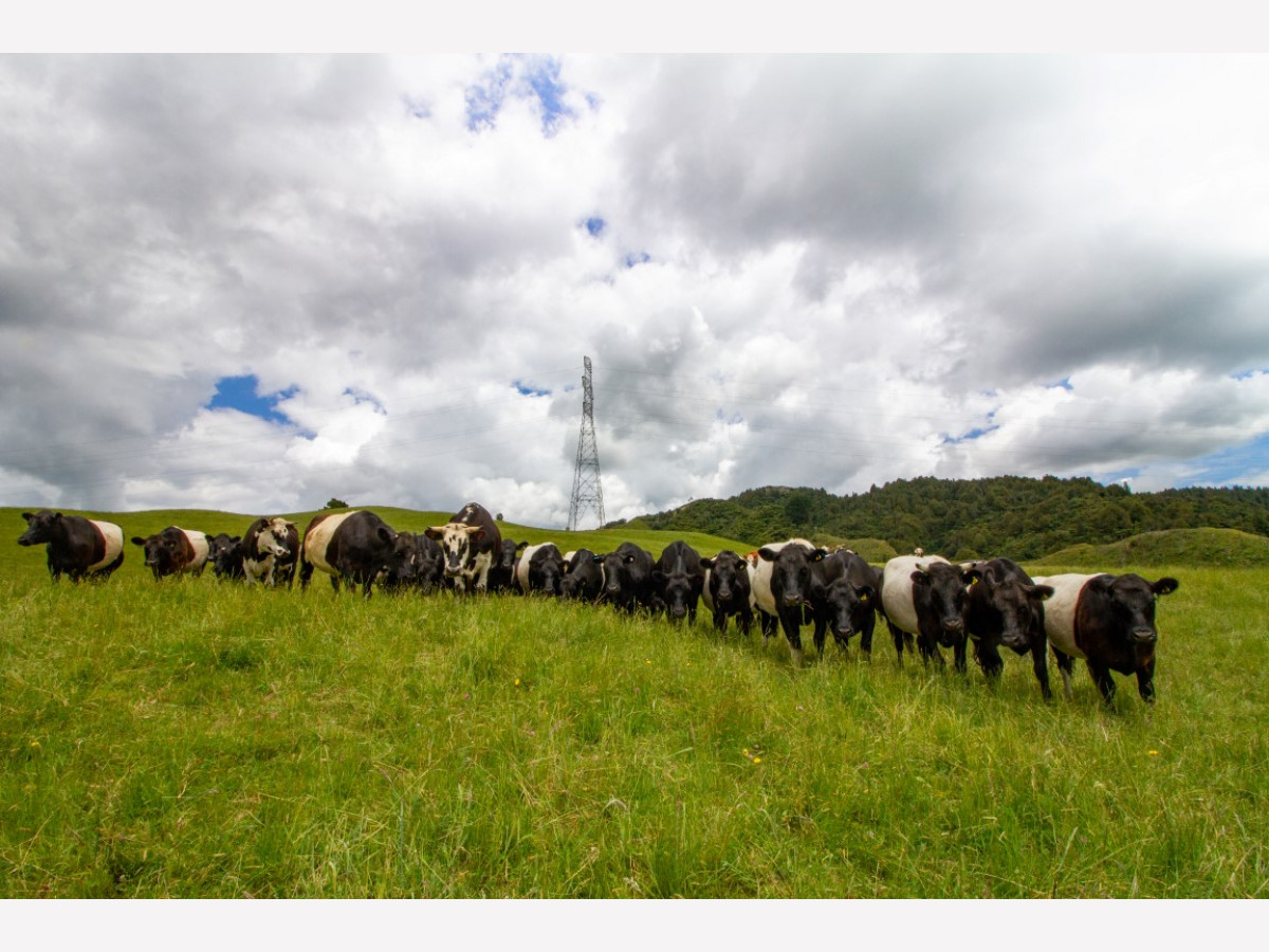 BENNEYDALE CATTLE FINISHING