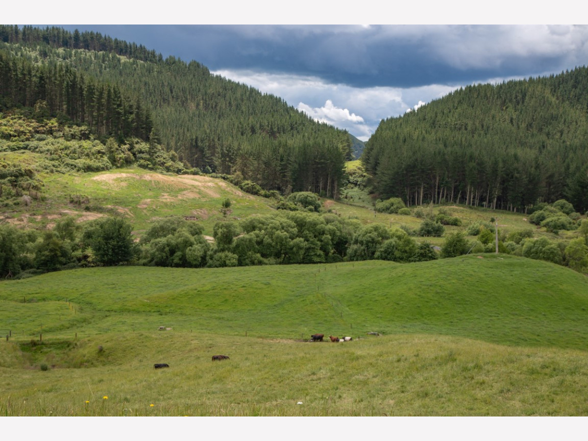 BENNEYDALE CATTLE FINISHING