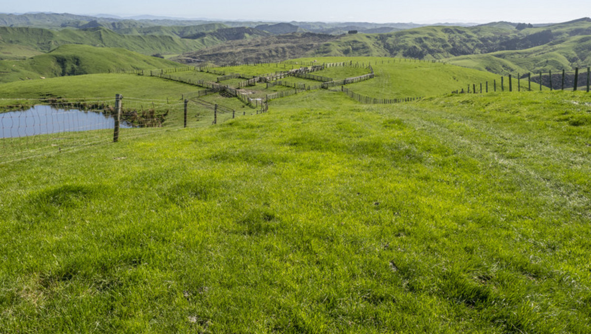 WELL SET UP FERTILE CLEAN HILL COUNTRY - 410HA