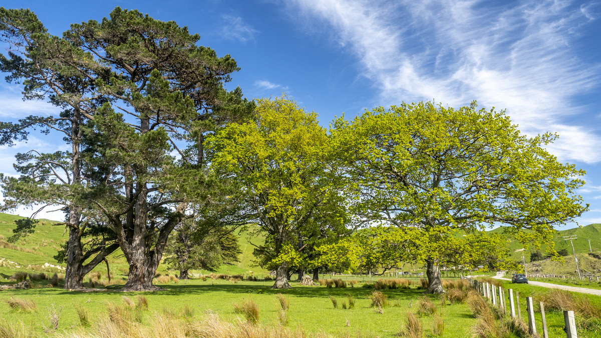 HANDY BLOCK-FIRST FARM, RUN OFF OR SUMMER GRAZING