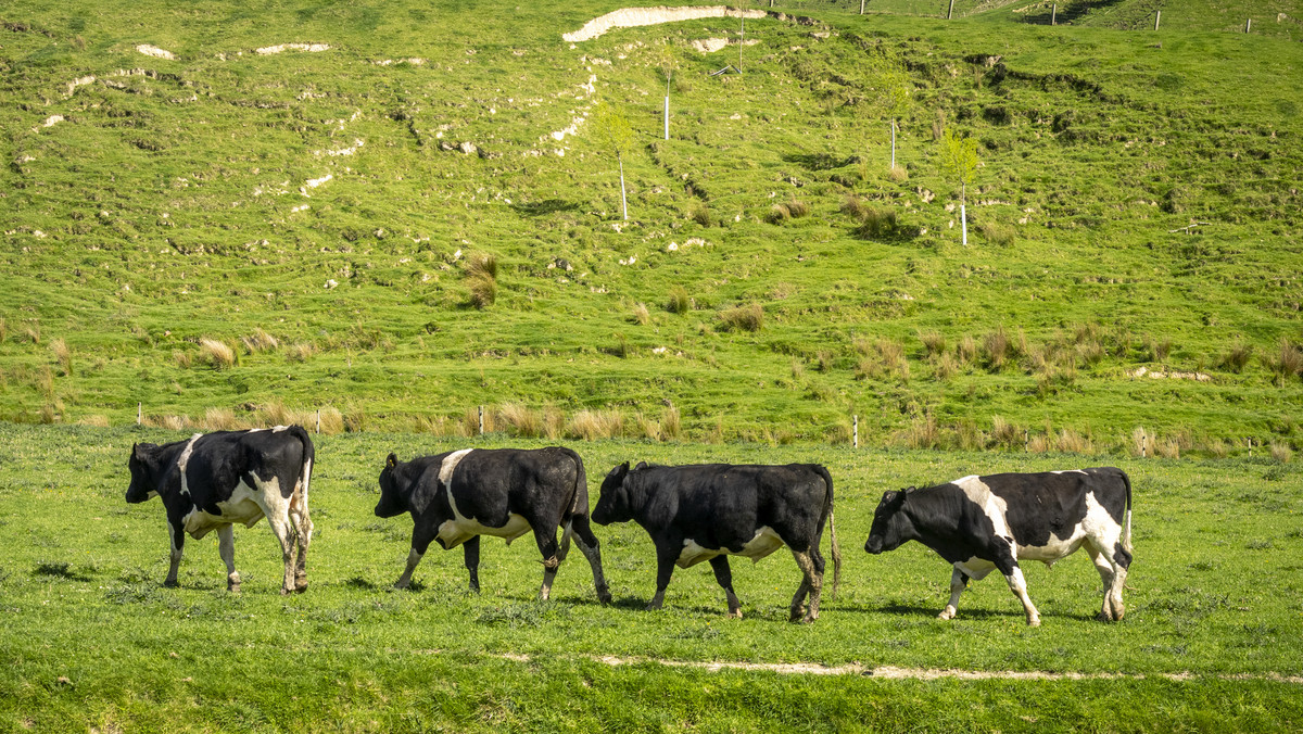 HANDY BLOCK-FIRST FARM, RUN OFF OR SUMMER GRAZING