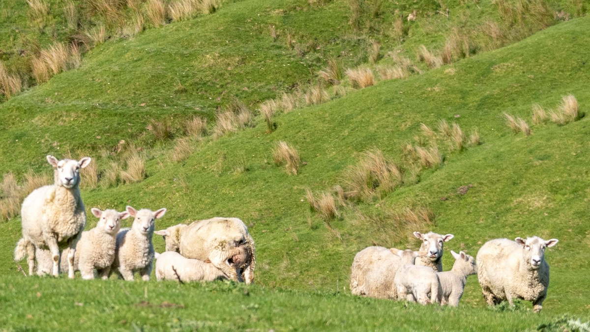 HANDY BLOCK-FIRST FARM, RUN OFF OR SUMMER GRAZING