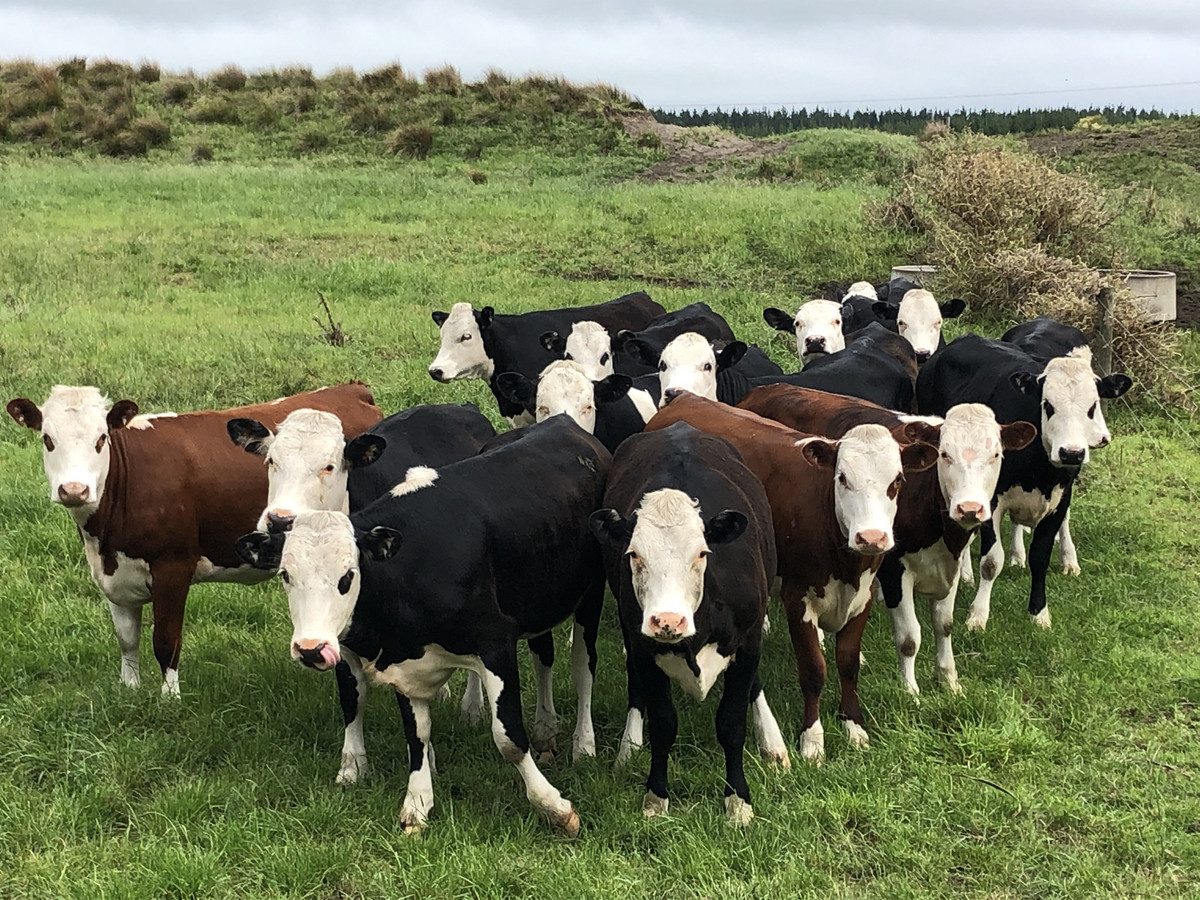 WELL DEVELOPED BARELAND SAND COUNTRY