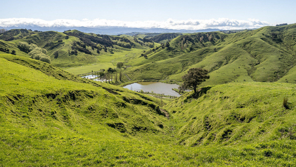 OUTSTANDING TAMAIHU - THE ULTIMATE PACKAGE - 337HA