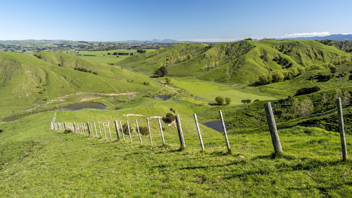 OUTSTANDING TAMAIHU - THE ULTIMATE PACKAGE - 337HA