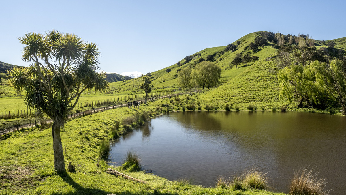 OUTSTANDING TAMAIHU - THE ULTIMATE PACKAGE - 337HA