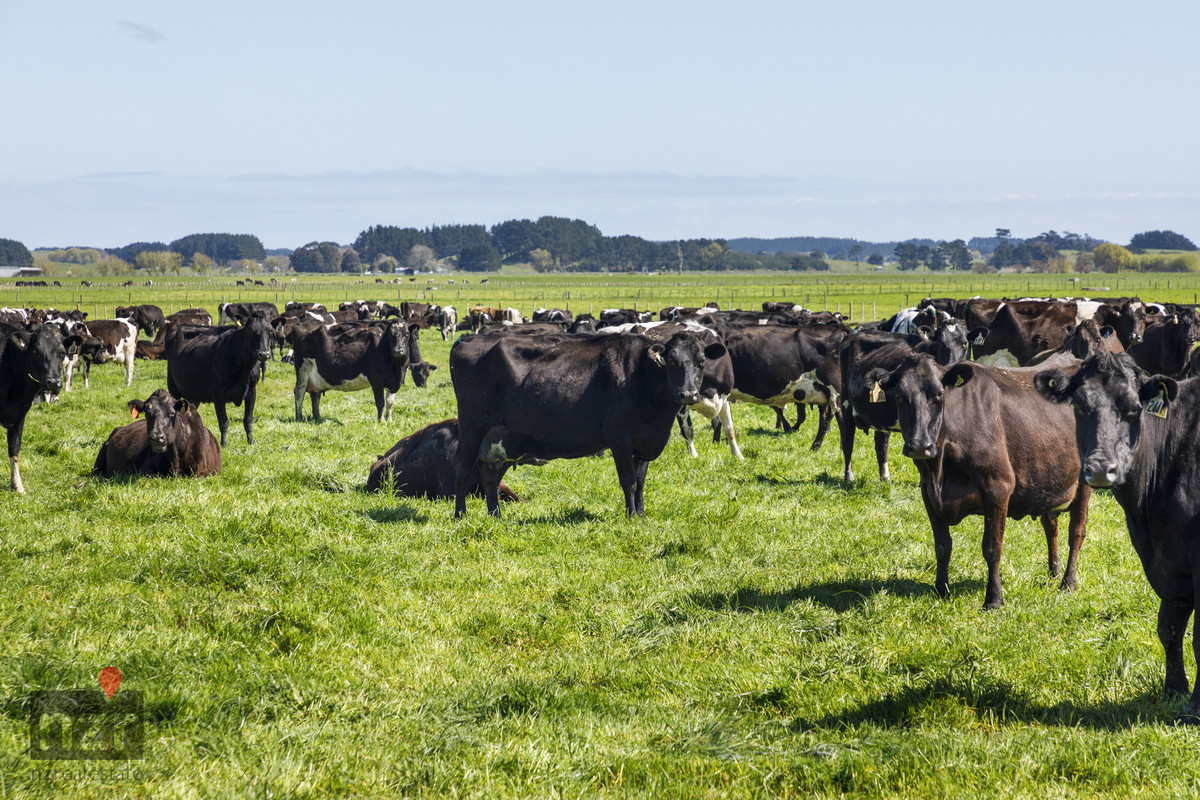 SMARTLY PRESENTED ON VERSATILE SOILS - 113.4HA