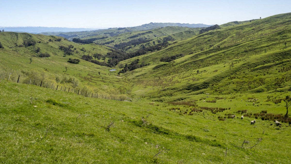 HIKAWERA - GREAT LOCATION, POTENTIAL AND OPTIONS- 588HA