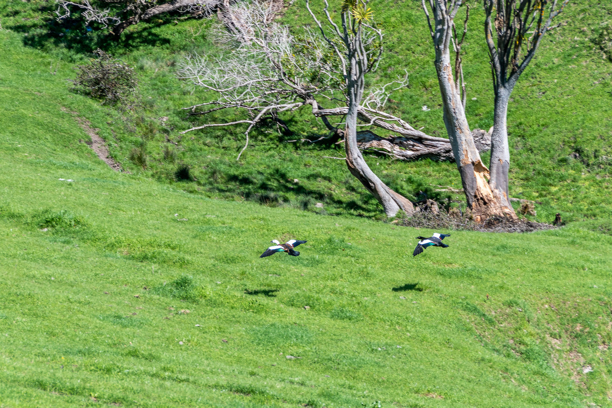 48 HECTARES BARELAND WITH OCEAN and NAPIER VIEWS - 15 MINUTES FROM TOWN