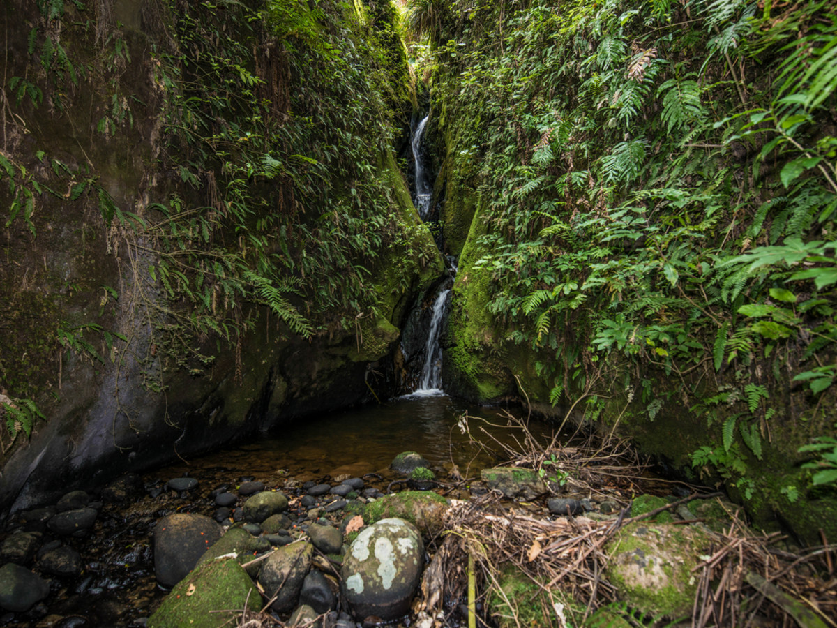 ON THE BANKS OF THE MANGANUI O TE AO