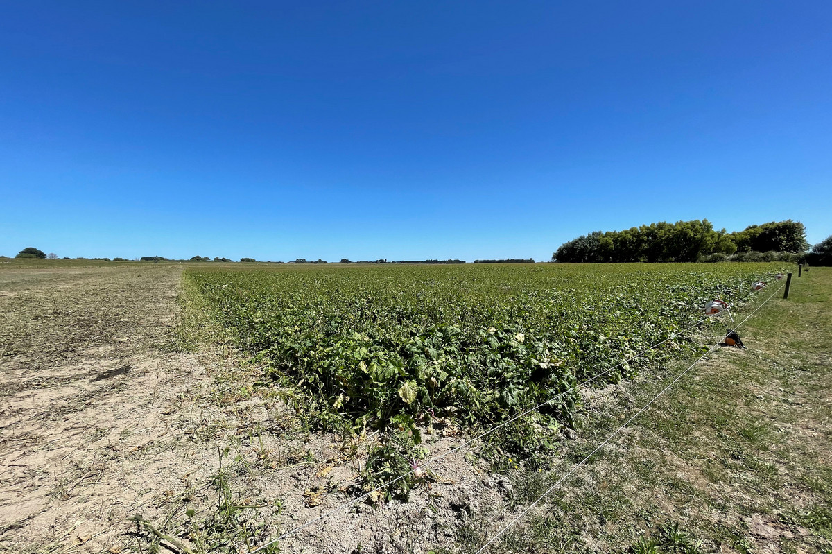 WELL DEVELOPED DAIRY WITH SCALE, JUST 15KM FROM THE CITY - 283HA