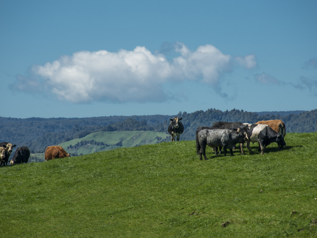 KING COUNTRY GEM - 460 HA