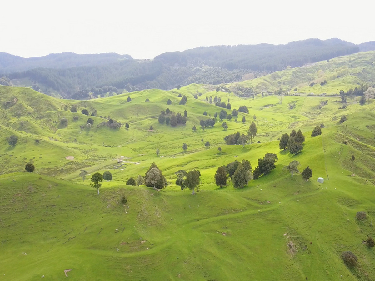 KING COUNTRY GEM - 460 HA