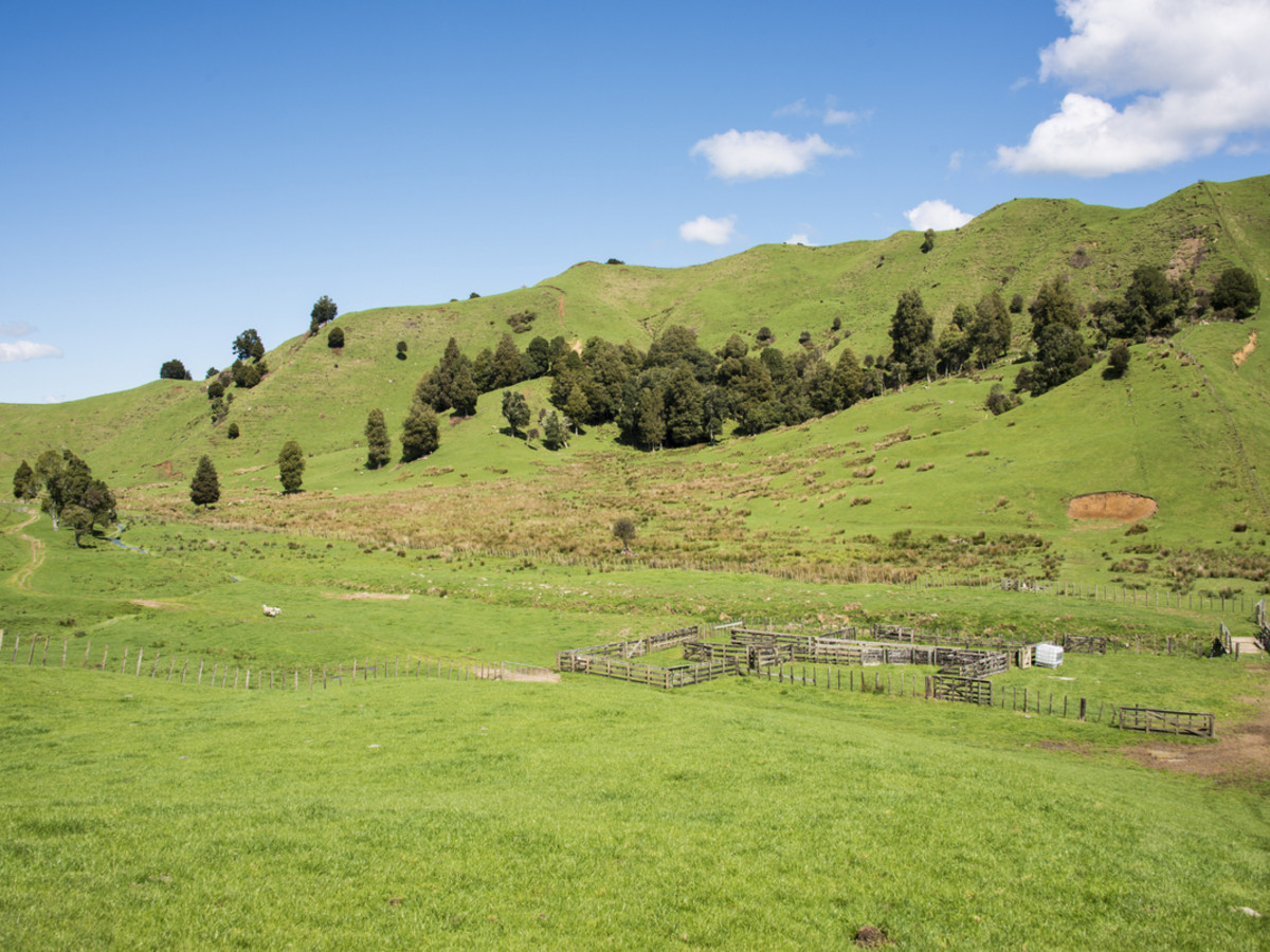 KING COUNTRY GEM - 460 HA