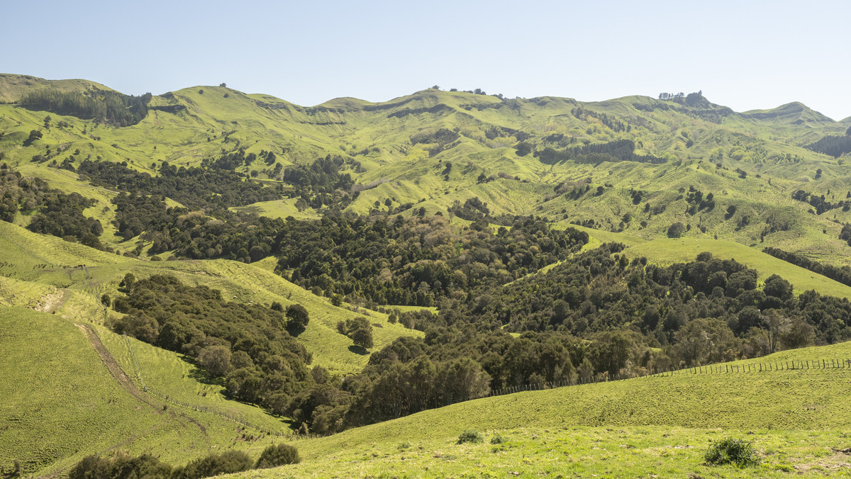 Te Wera - Where Potential Meets Appeal -594ha