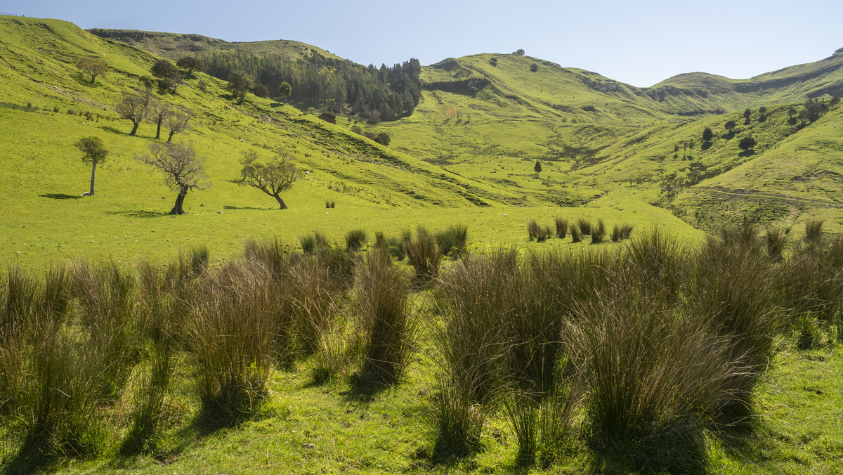 Te Wera - Where Potential Meets Appeal -594ha