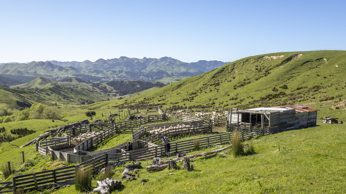 Te Wera - Where Potential Meets Appeal -594ha