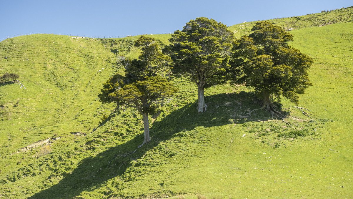 Te Wera - Where Potential Meets Appeal -594ha