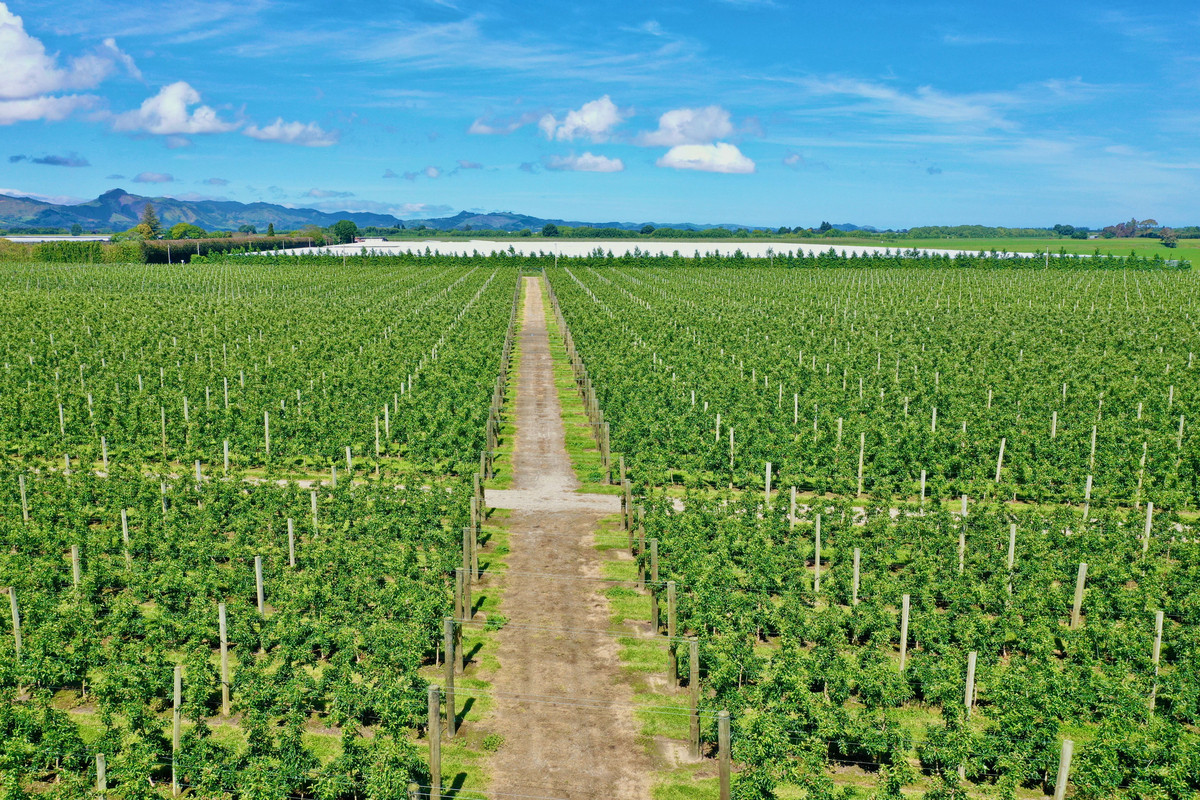 Large Scale Apple and Greenfield Opportunity- Gisborne