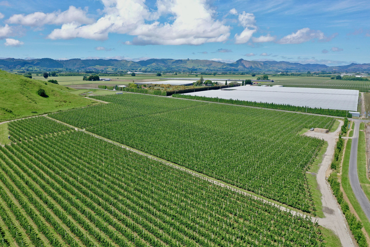 Large Scale Apple and Greenfield Opportunity- Gisborne