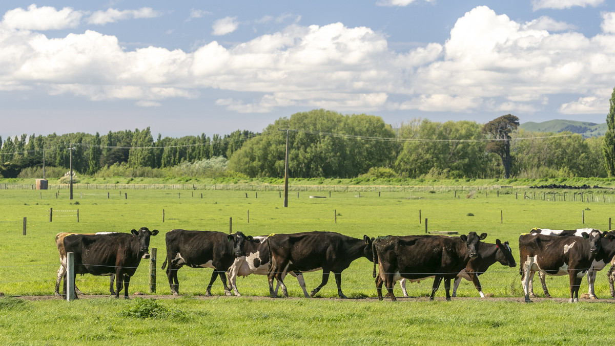 Location, Soils and Potential – Irrigated Dairy Farm