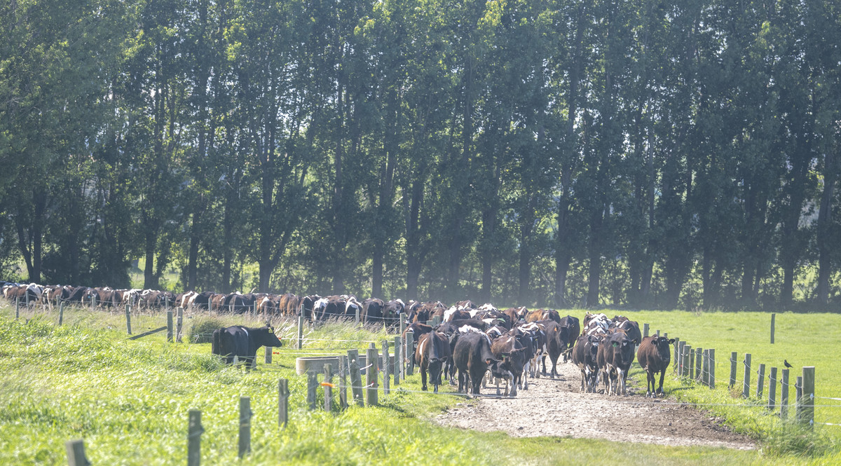 Location, Soils and Potential – Irrigated Dairy Farm