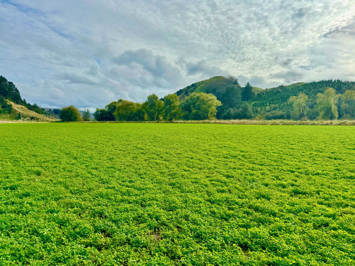 'Flat out at Ngatapa'- Affordable 8.2 hectares of cropping/ finishing/ grazing land.