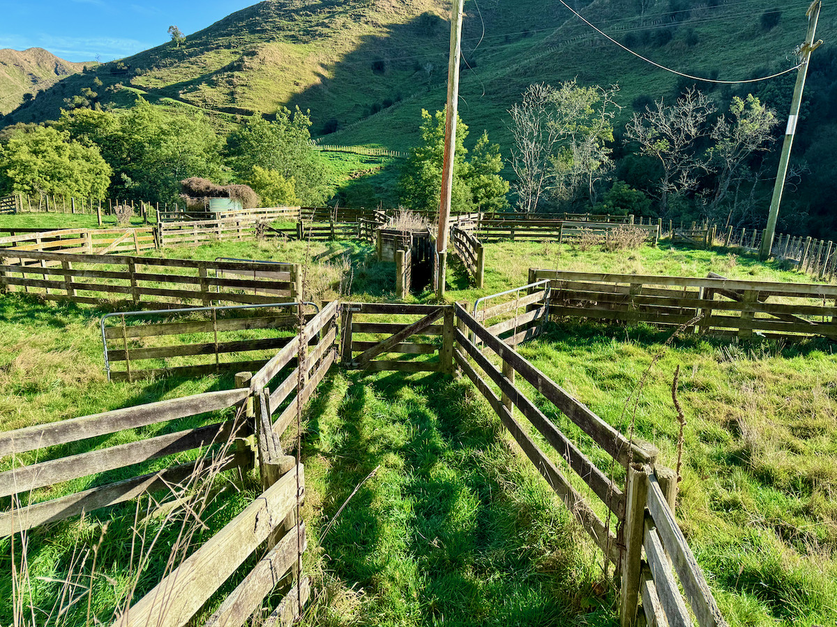 'Kereru Farm', Small farm- big opportunity