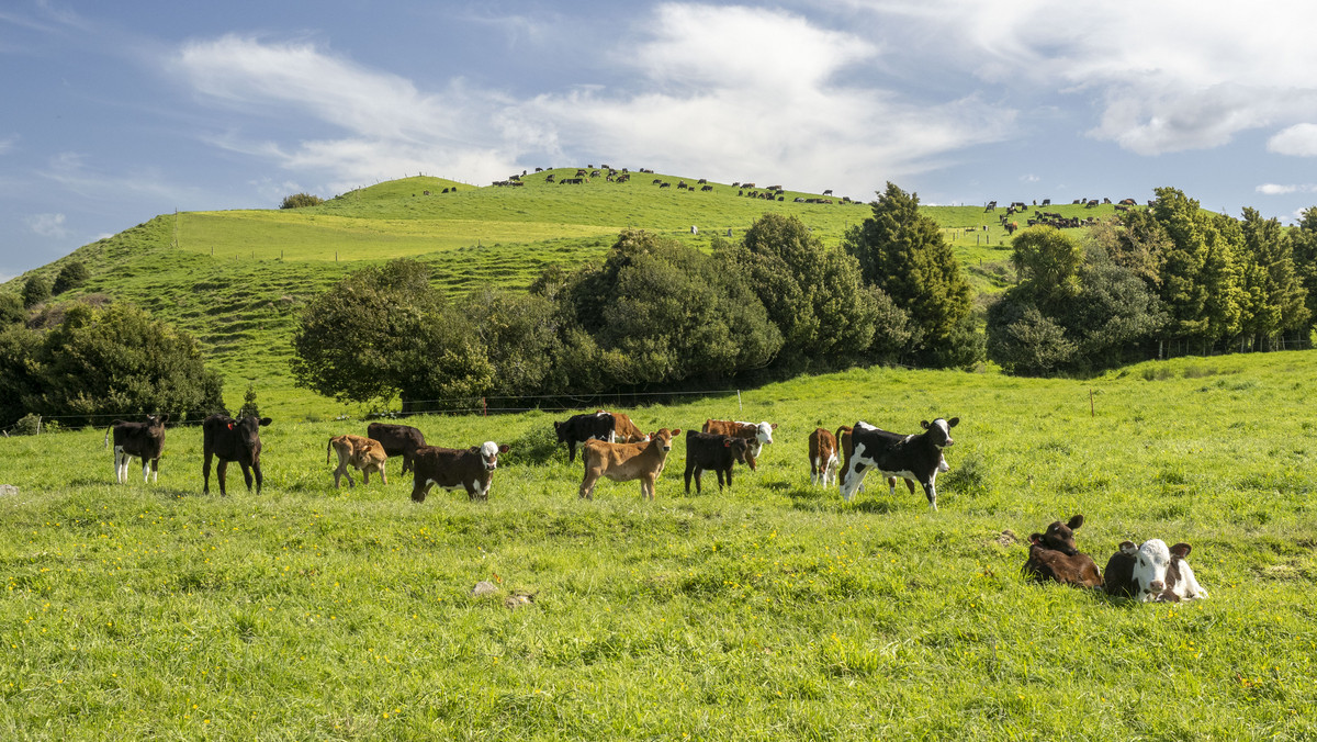 Green Belt Dairy / Finishing With Purchase Options