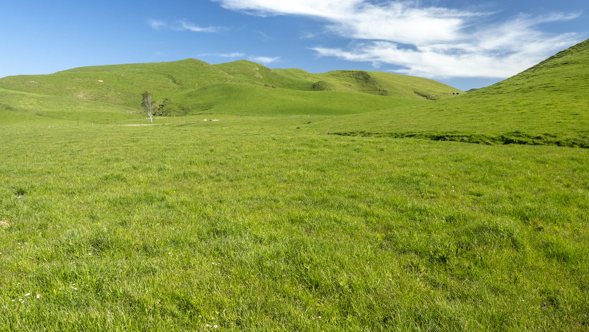 Green Belt Dairy / Finishing With Purchase Options