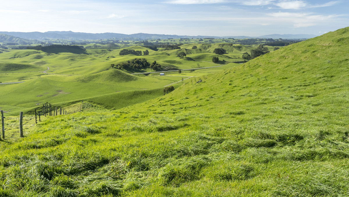 Green Belt Dairy / Finishing With Purchase Options