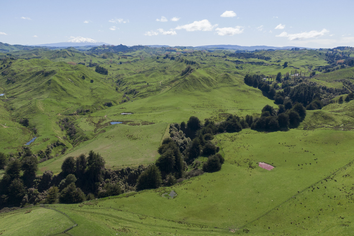 Strong Taihape Hill Country – 459 Hectares